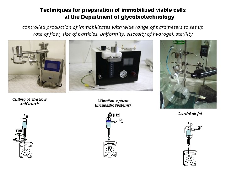 Techniques for preparation of immobilized viable cells at the Department of glycobiotechnology controlled production