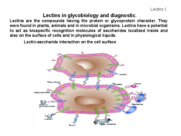 Lectins 1 Lectins in glycobiology and diagnostic. Lectins are the compounds having the protein