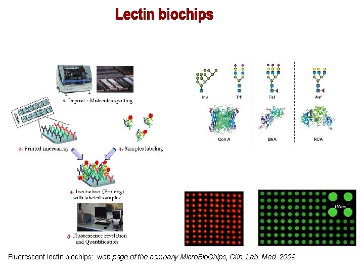 Fluorescent lectin biochips: web page of the company Micro. Bio. Chips, Clin. Lab. Med.