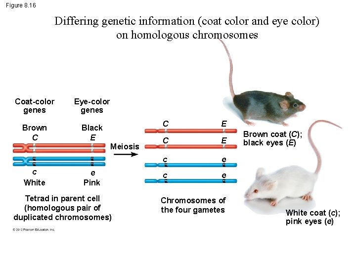Figure 8. 16 Differing genetic information (coat color and eye color) on homologous chromosomes