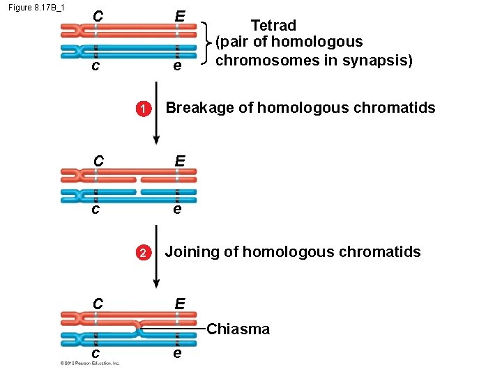 Figure 8. 17 B_1 C E c e 1 Breakage of homologous chromatids C