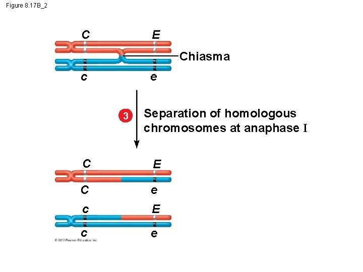 Figure 8. 17 B_2 C E Chiasma c e 3 Separation of homologous chromosomes