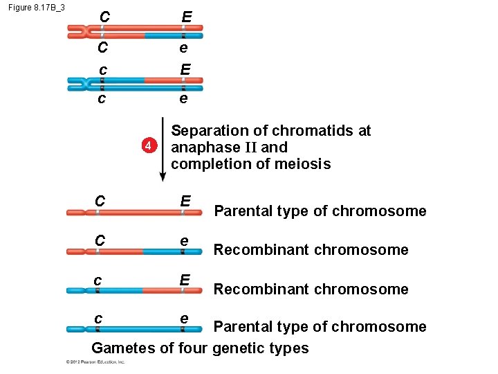 Figure 8. 17 B_3 C E C c e E c e 4 Separation