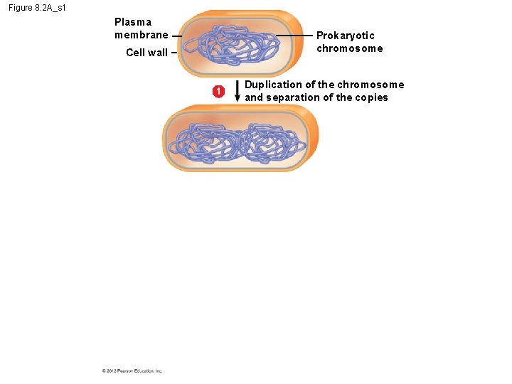 Figure 8. 2 A_s 1 Plasma membrane Prokaryotic chromosome Cell wall 1 Duplication of