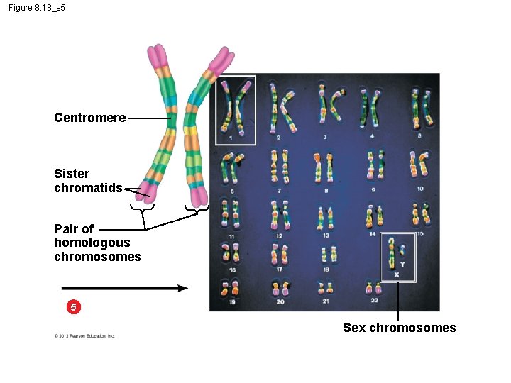 Figure 8. 18_s 5 Centromere Sister chromatids Pair of homologous chromosomes 5 Sex chromosomes