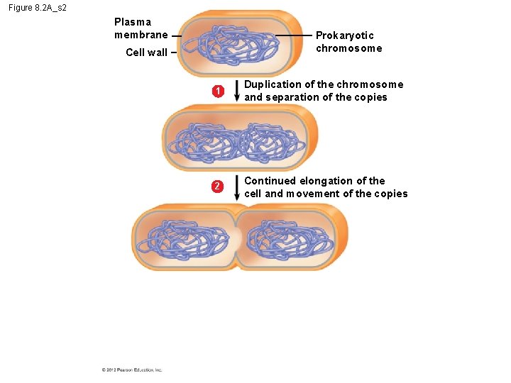 Figure 8. 2 A_s 2 Plasma membrane Prokaryotic chromosome Cell wall 1 Duplication of