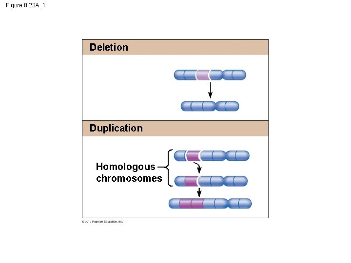 Figure 8. 23 A_1 Deletion Duplication Homologous chromosomes 
