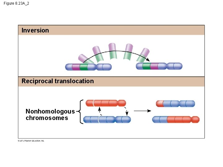 Figure 8. 23 A_2 Inversion Reciprocal translocation Nonhomologous chromosomes 