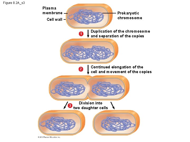 Figure 8. 2 A_s 3 Plasma membrane Prokaryotic chromosome Cell wall 3 1 Duplication