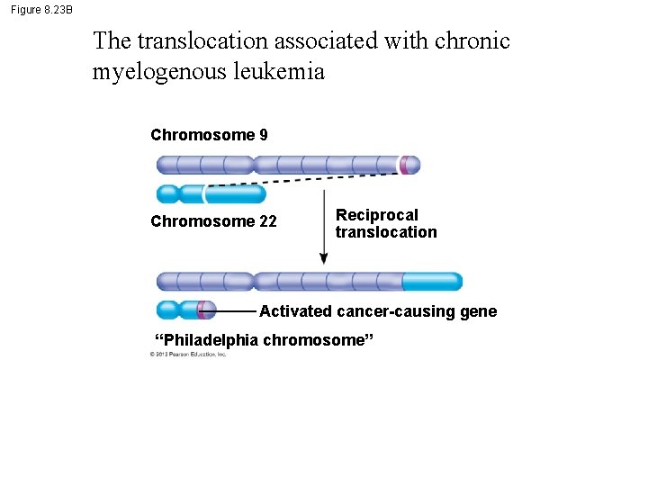 Figure 8. 23 B The translocation associated with chronic myelogenous leukemia Chromosome 9 Chromosome