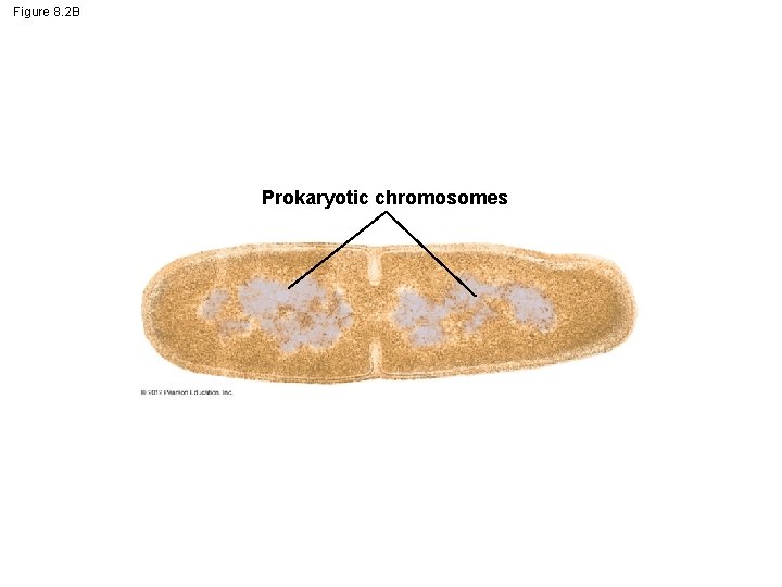 Figure 8. 2 B Prokaryotic chromosomes 