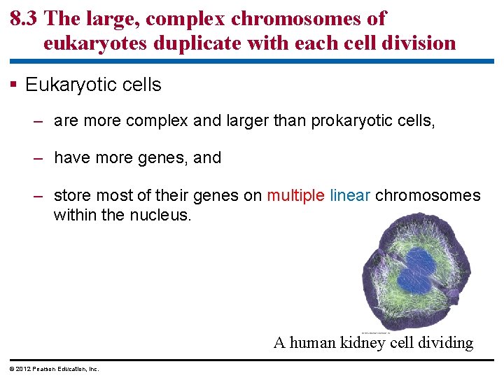 8. 3 The large, complex chromosomes of eukaryotes duplicate with each cell division §