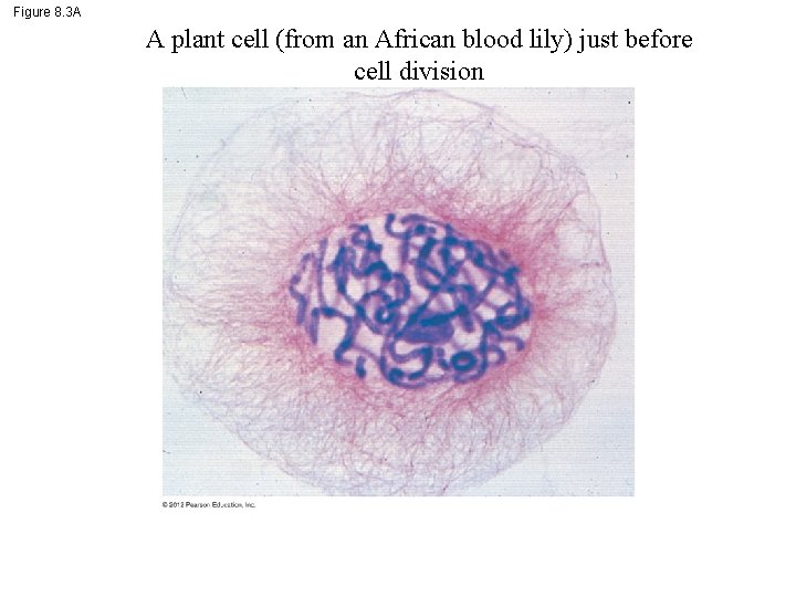 Figure 8. 3 A A plant cell (from an African blood lily) just before