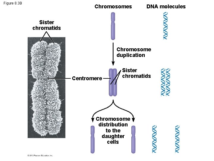 Figure 8. 3 B Chromosomes DNA molecules Sister chromatids Chromosome duplication Centromere Sister chromatids