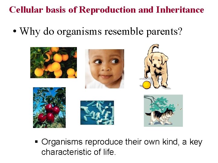 Cellular basis of Reproduction and Inheritance • Why do organisms resemble parents? § Organisms