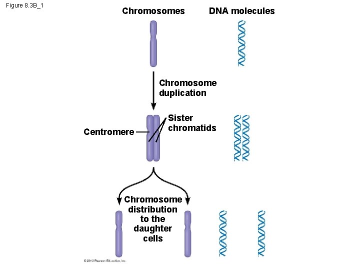 Figure 8. 3 B_1 Chromosomes DNA molecules Chromosome duplication Centromere Sister chromatids Chromosome distribution
