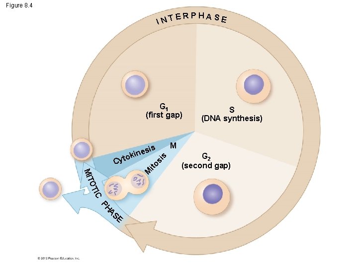 Figure 8. 4 INT ERPHASE G 1 (first gap) M IC OT MIT ito