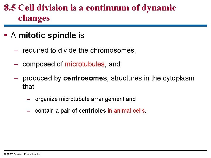 8. 5 Cell division is a continuum of dynamic changes § A mitotic spindle