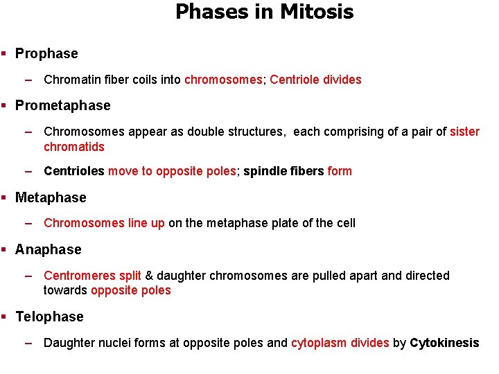 Phases in Mitosis § Prophase – Chromatin fiber coils into chromosomes; Centriole divides §
