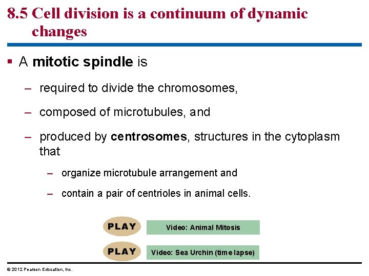 8. 5 Cell division is a continuum of dynamic changes § A mitotic spindle