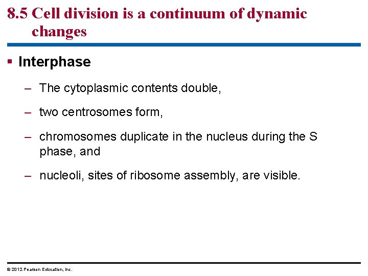 8. 5 Cell division is a continuum of dynamic changes § Interphase – The