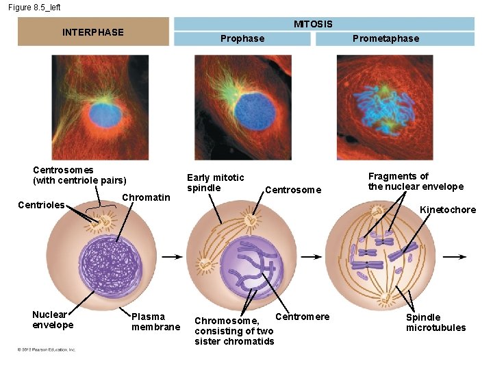 Figure 8. 5_left MITOSIS INTERPHASE Prophase Centrosomes (with centriole pairs) Centrioles Nuclear envelope Chromatin