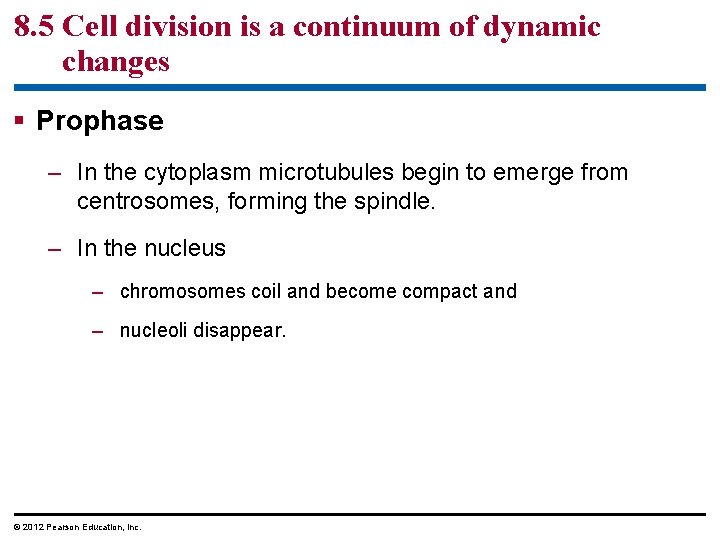 8. 5 Cell division is a continuum of dynamic changes § Prophase – In