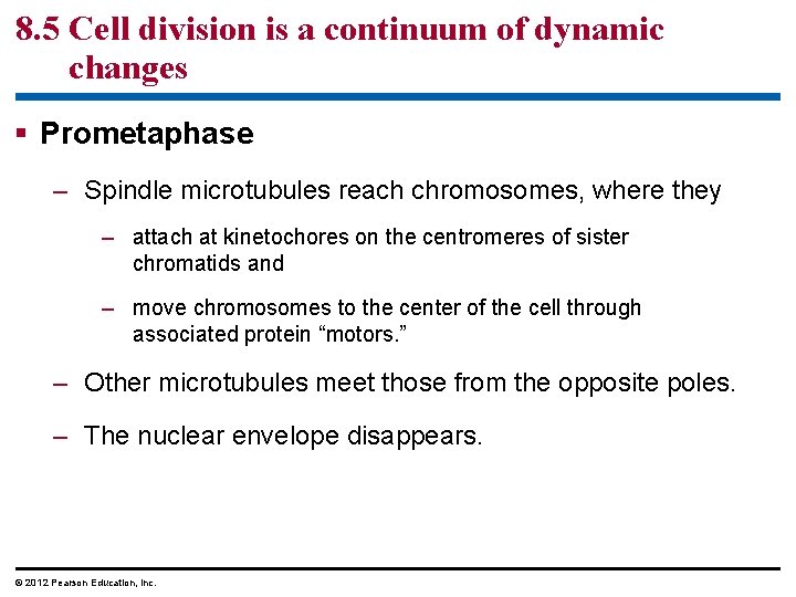 8. 5 Cell division is a continuum of dynamic changes § Prometaphase – Spindle