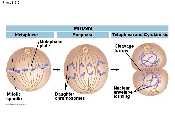 Figure 8. 5_5 MITOSIS Anaphase Metaphase plate Mitotic spindle Daughter chromosomes Telophase and Cytokinesis