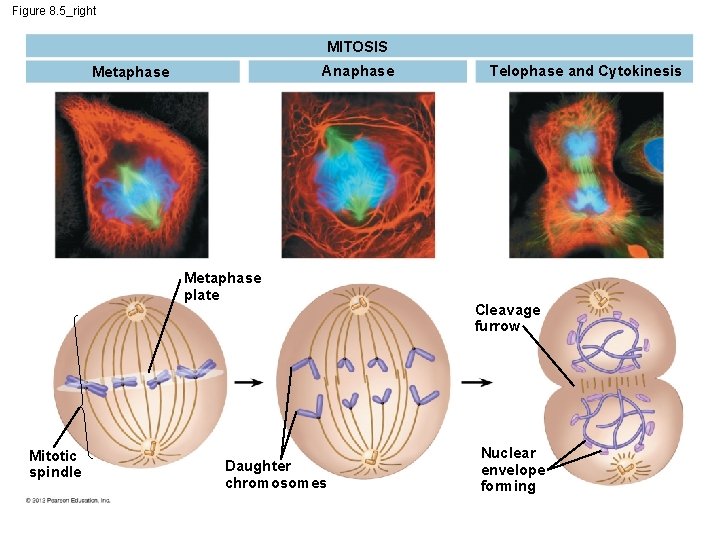 Figure 8. 5_right MITOSIS Anaphase Metaphase plate Mitotic spindle Daughter chromosomes Telophase and Cytokinesis