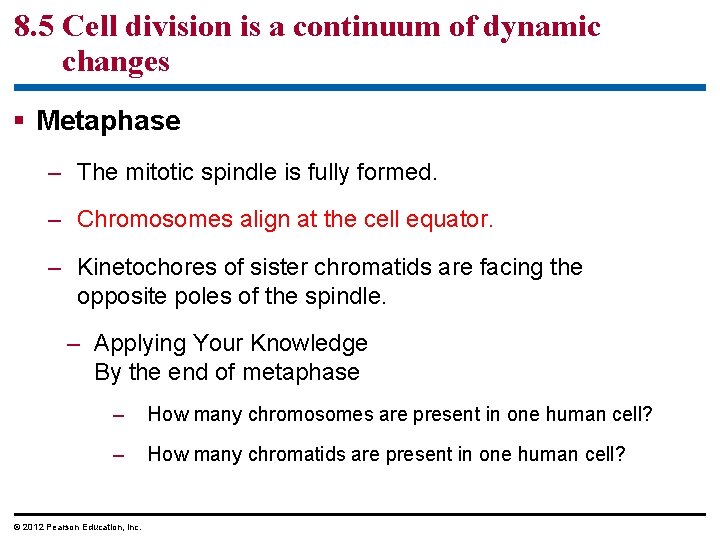 8. 5 Cell division is a continuum of dynamic changes § Metaphase – The