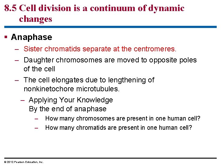 8. 5 Cell division is a continuum of dynamic changes § Anaphase – Sister
