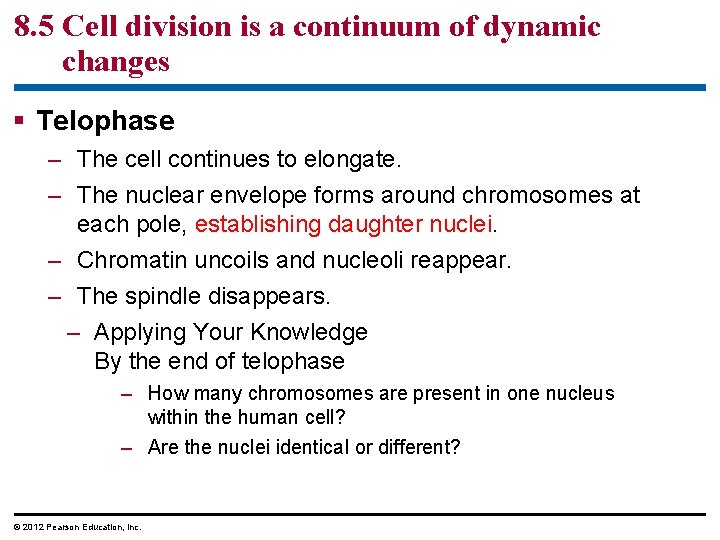 8. 5 Cell division is a continuum of dynamic changes § Telophase – The