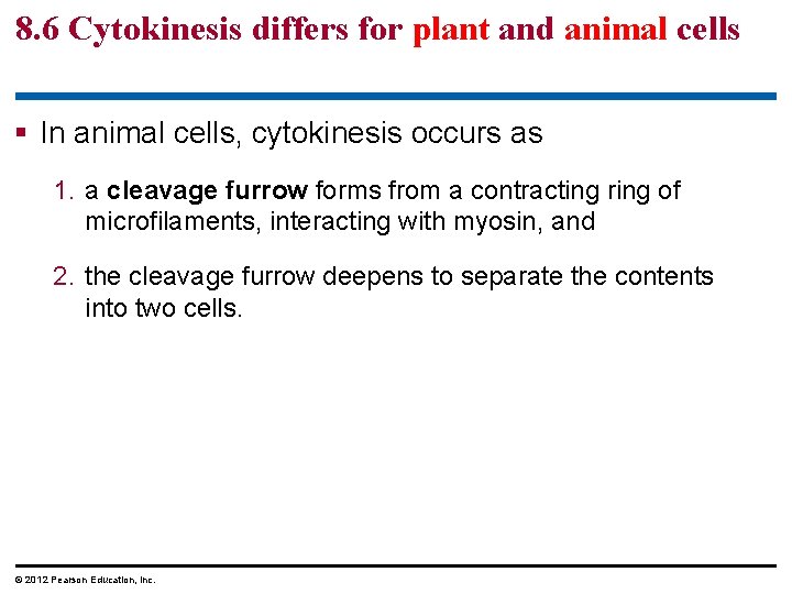 8. 6 Cytokinesis differs for plant and animal cells § In animal cells, cytokinesis