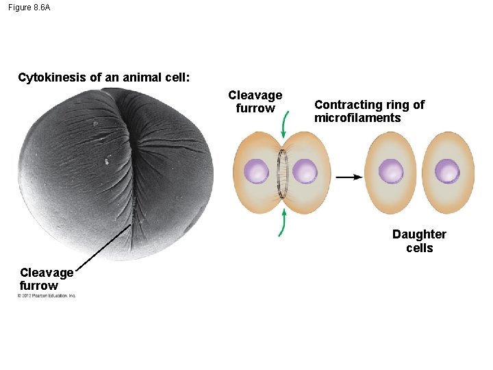 Figure 8. 6 A Cytokinesis of an animal cell: Cleavage furrow Contracting ring of