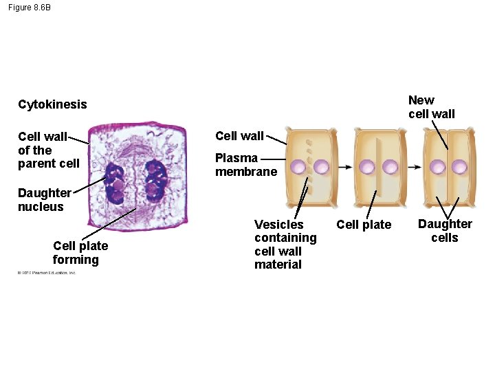 Figure 8. 6 B New cell wall Cytokinesis Cell wall of the parent cell