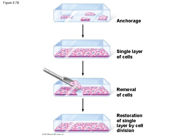 Figure 8. 7 B Anchorage Single layer of cells Removal of cells Restoration of