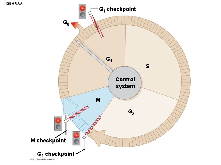 Figure 8. 8 A G 1 checkpoint G 0 G 1 S Control system