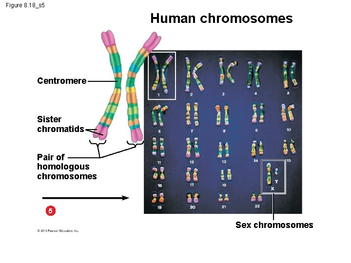 Figure 8. 18_s 5 Human chromosomes Centromere Sister chromatids Pair of homologous chromosomes 5