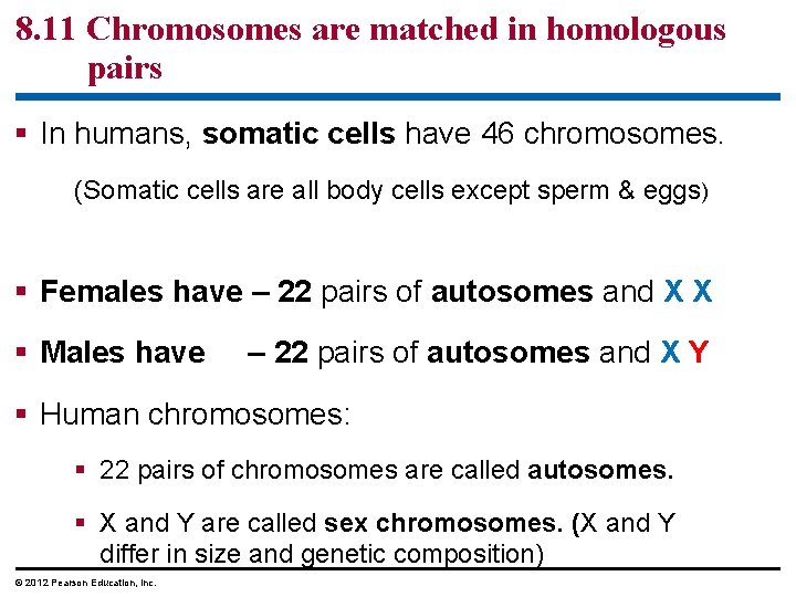 8. 11 Chromosomes are matched in homologous pairs § In humans, somatic cells have
