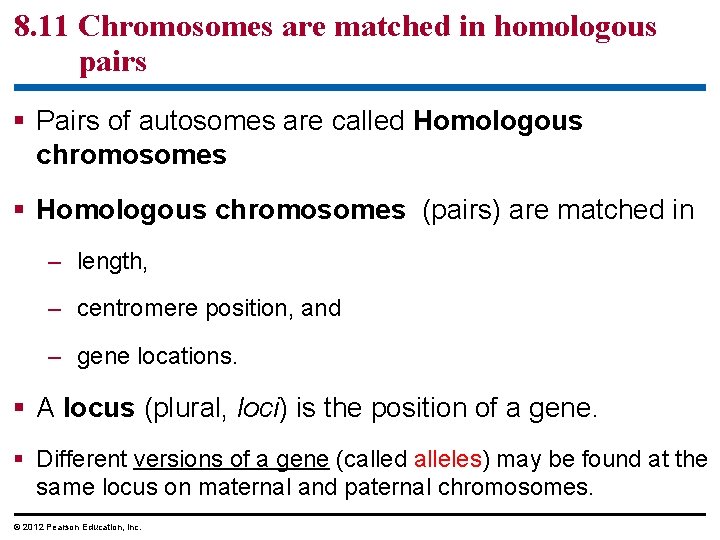 8. 11 Chromosomes are matched in homologous pairs § Pairs of autosomes are called