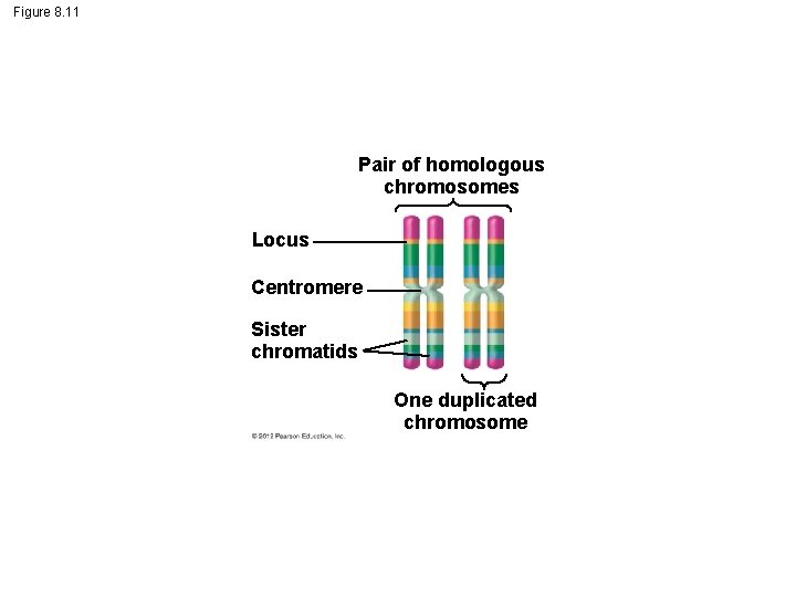 Figure 8. 11 Pair of homologous chromosomes Locus Centromere Sister chromatids One duplicated chromosome
