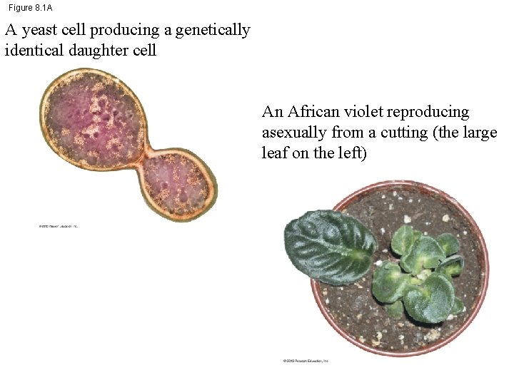 Figure 8. 1 A A yeast cell producing a genetically identical daughter cell An