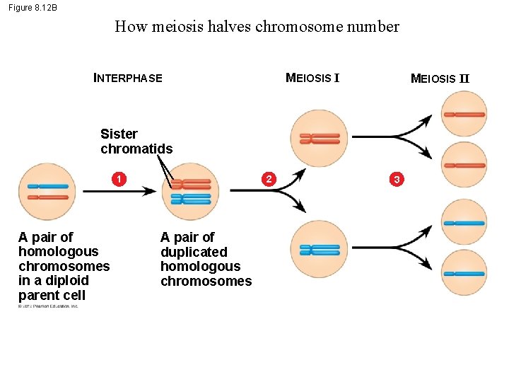 Figure 8. 12 B How meiosis halves chromosome number MEIOSIS I INTERPHASE MEIOSIS II