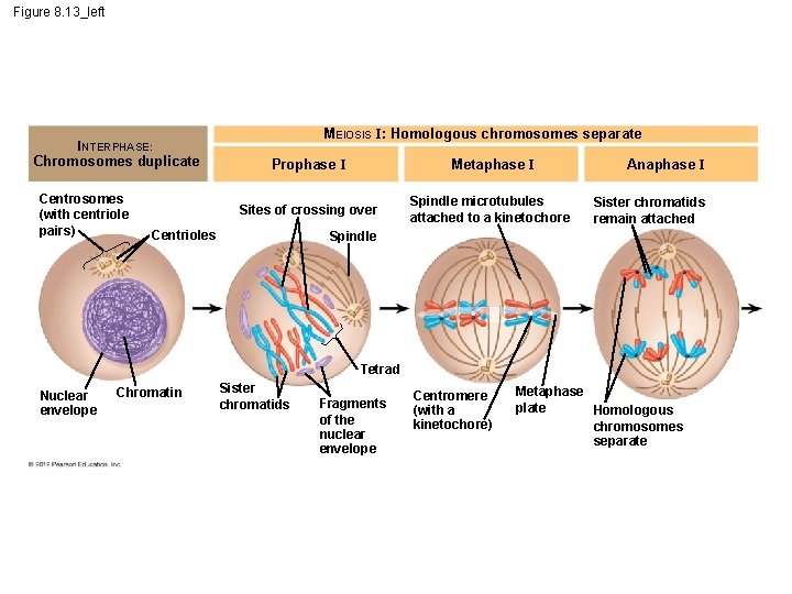 Figure 8. 13_left MEIOSIS I: Homologous chromosomes separate INTERPHASE: Chromosomes duplicate Centrosomes (with centriole