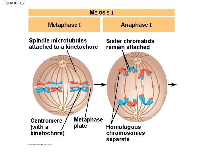 Figure 8. 13_2 MEIOSIS I Metaphase I Spindle microtubules attached to a kinetochore Centromere