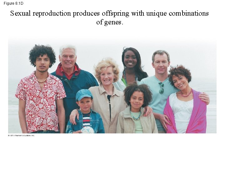 Figure 8. 1 D Sexual reproduction produces offspring with unique combinations of genes. 