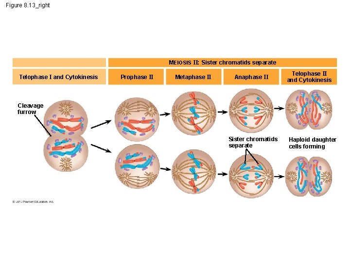 Figure 8. 13_right MEIOSIS II: Sister chromatids separate Telophase I and Cytokinesis Prophase II