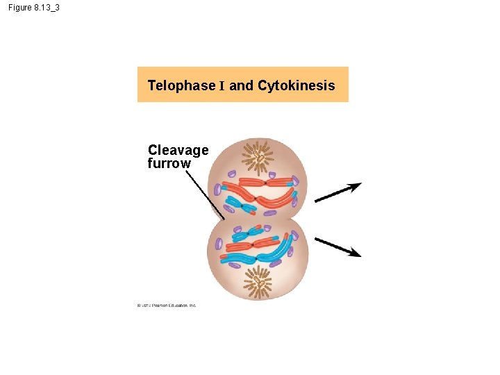 Figure 8. 13_3 Telophase I and Cytokinesis Cleavage furrow 