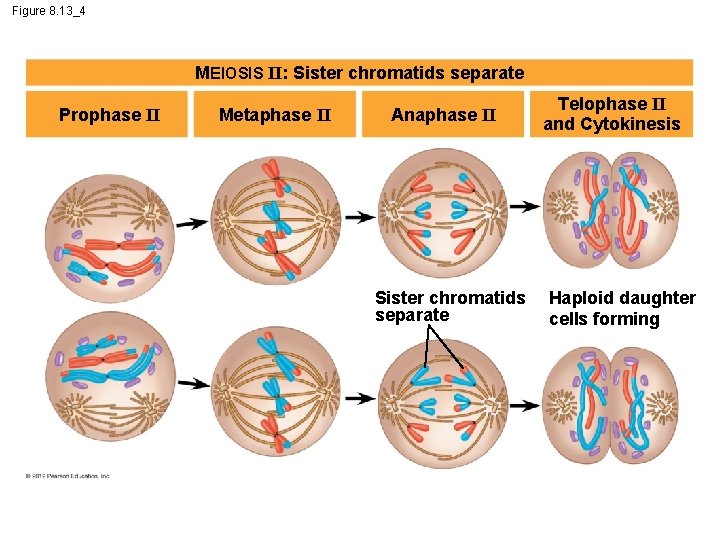 Figure 8. 13_4 MEIOSIS II: Sister chromatids separate Prophase II Metaphase II Anaphase II